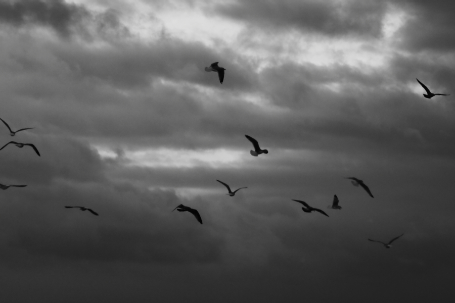 2010 01 08 IMG 6033